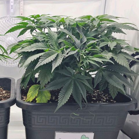 K Runtz growlog timeline photo