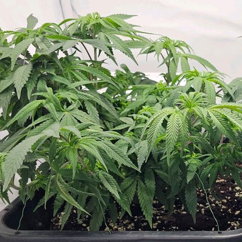 Malone growlog timeline photo