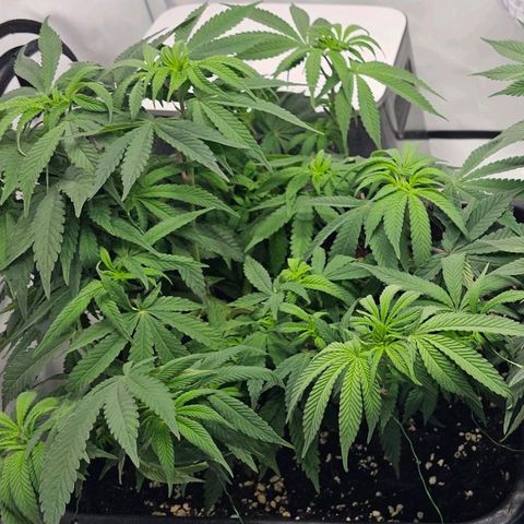 Malone growlog timeline photo