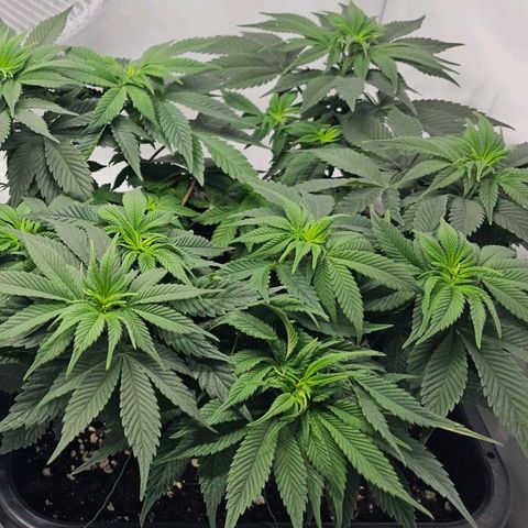 K Runtz growlog timeline photo