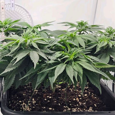 K Runtz growlog timeline photo