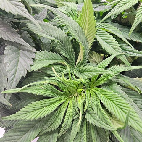 K Runtz growlog timeline photo