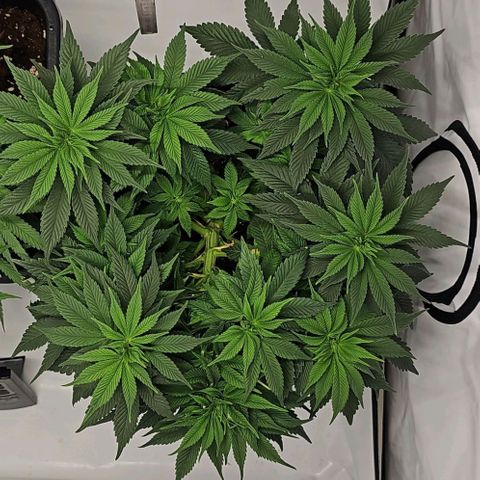 K Runtz growlog timeline photo