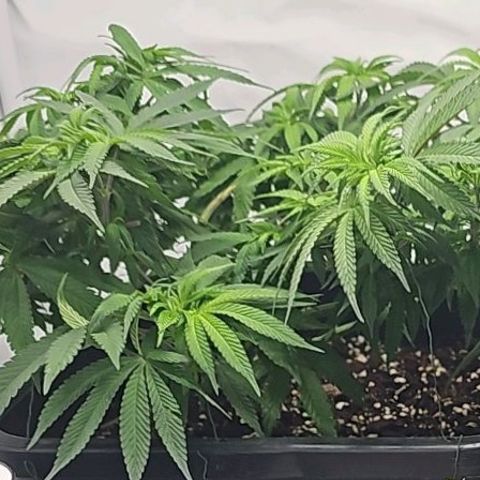 Malone growlog timeline photo
