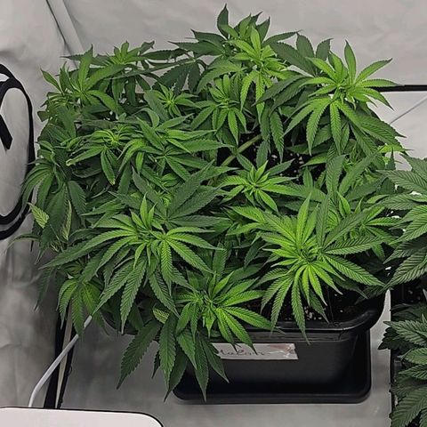 Malone growlog timeline photo