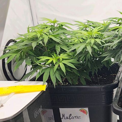 Malone growlog timeline photo