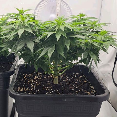 K Runtz growlog timeline photo