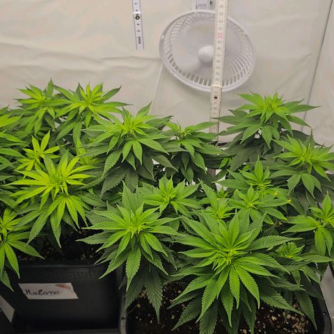 K Runtz growlog timeline photo