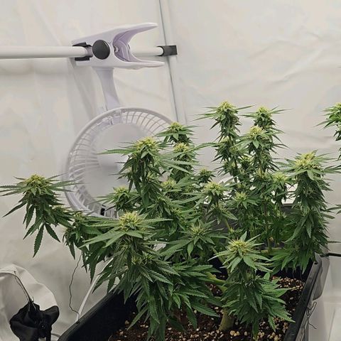 Malone growlog timeline photo