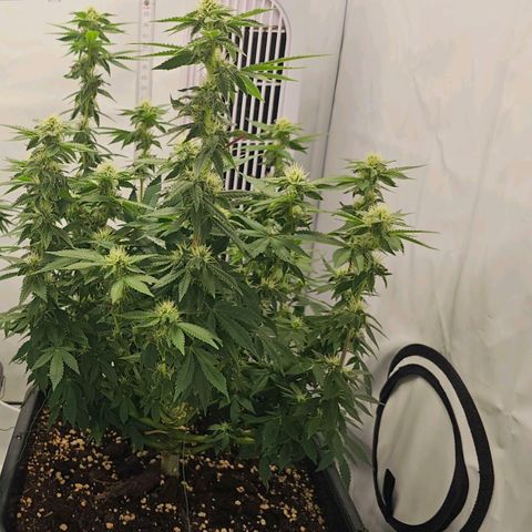 K Runtz growlog timeline photo