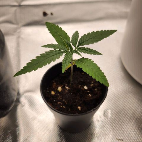 Amnesia Haze growlog timeline photo
