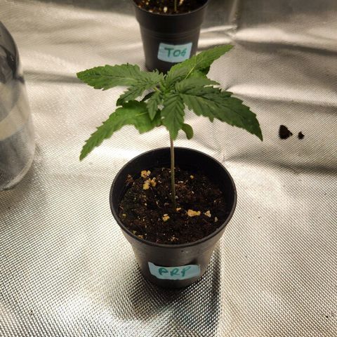 Purple growlog timeline photo
