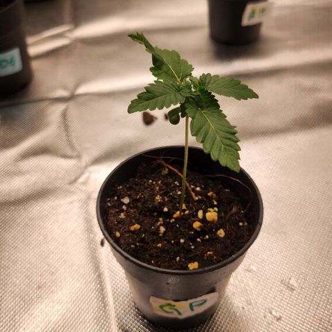 Green Poison growlog timeline photo