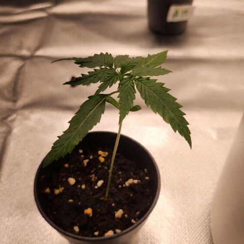 Tezla OG growlog timeline photo