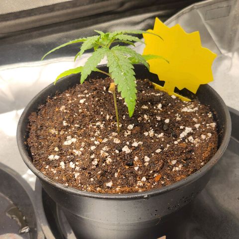Amnesia Haze growlog timeline photo