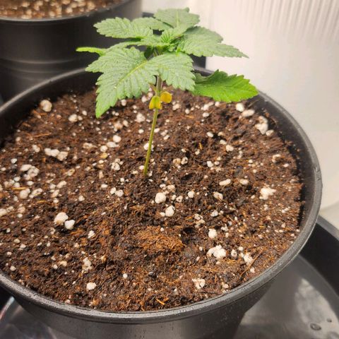Green Poison growlog timeline photo