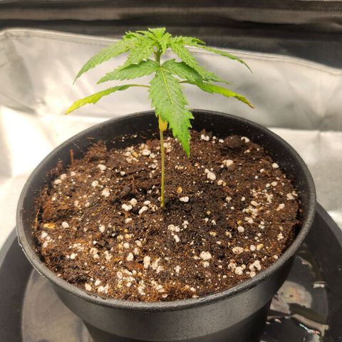 Tezla OG growlog timeline photo