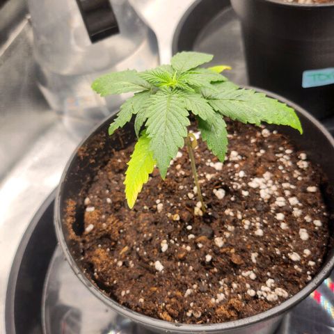 Purple growlog timeline photo