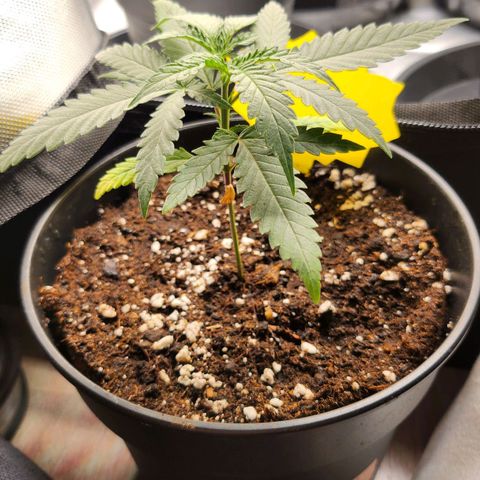 Amnesia Haze growlog timeline photo