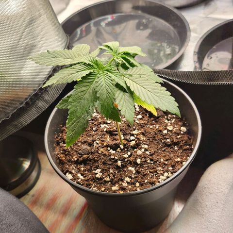 Purple growlog timeline photo