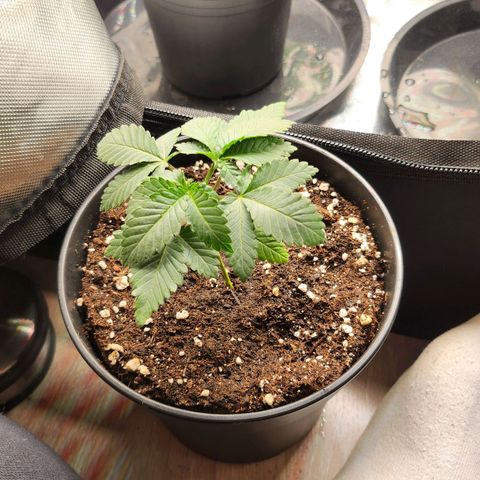 Green Poison growlog timeline photo