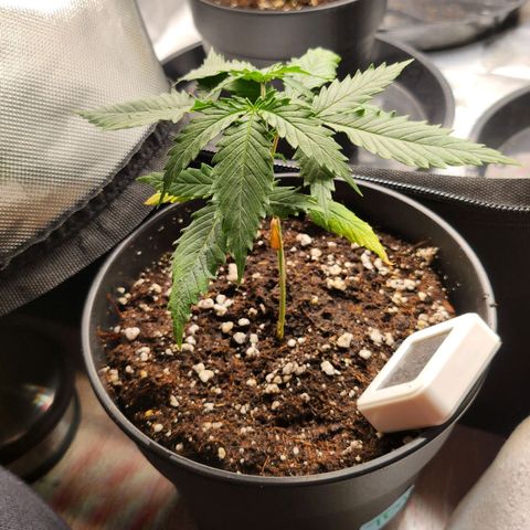 Tezla OG growlog timeline photo