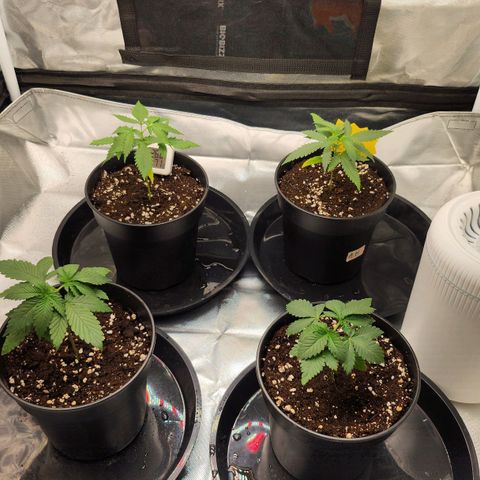 Green Poison growlog timeline photo
