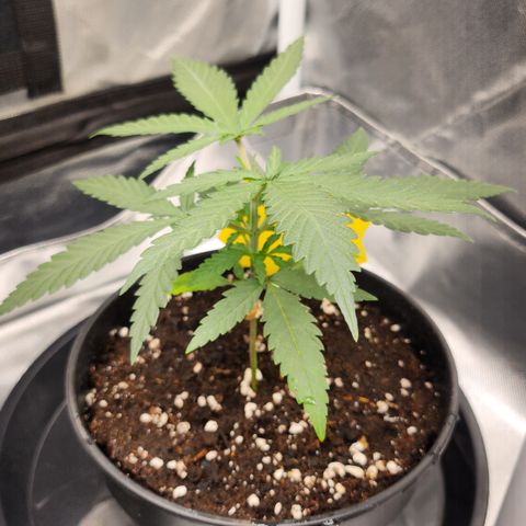 Amnesia Haze growlog timeline photo