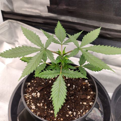 Tezla OG growlog timeline photo