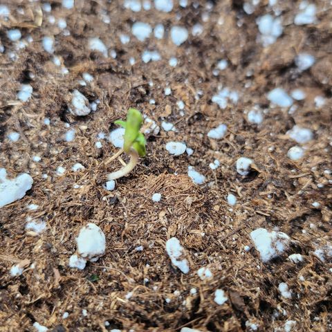 Tims Dosidos  growlog timeline photo