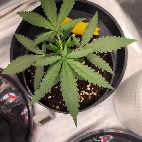 Amnesia Haze growlog timeline photo