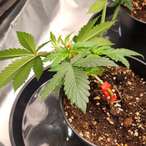 Purple growlog timeline photo