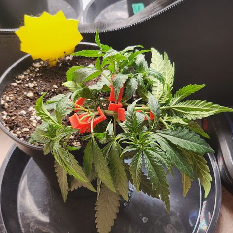 Amnesia Haze growlog timeline photo