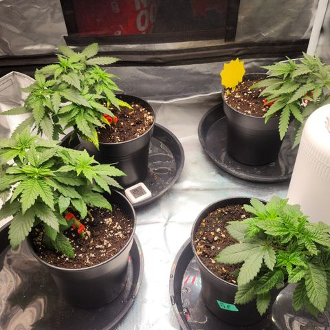 Green Poison growlog photo: Vor Training etc.
