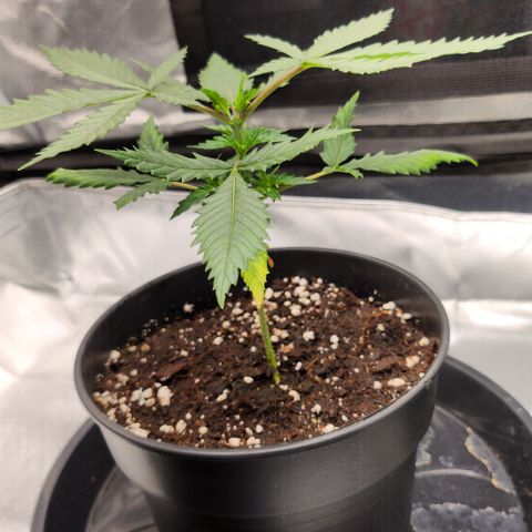 Tezla OG growlog timeline photo