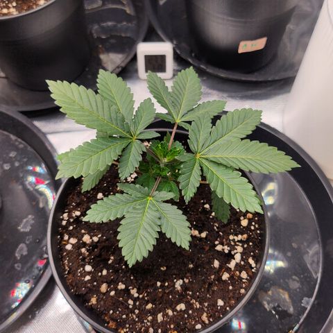 Green Poison growlog timeline photo