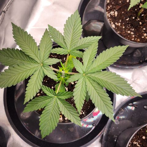 Purple growlog timeline photo