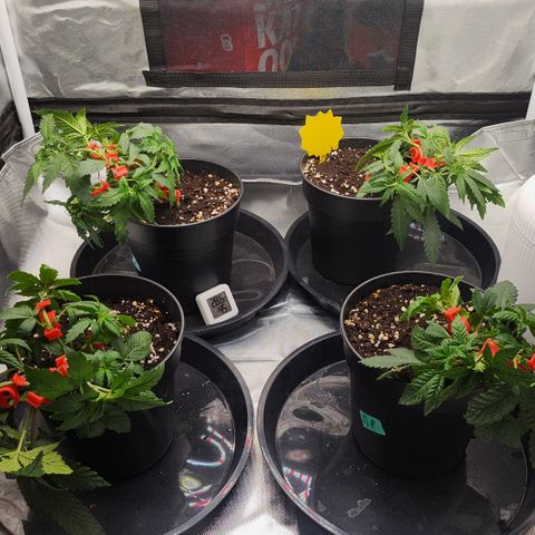 Green Poison growlog photo: Nach Training etc.