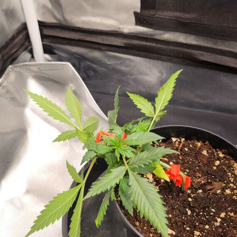 Tezla OG growlog timeline photo