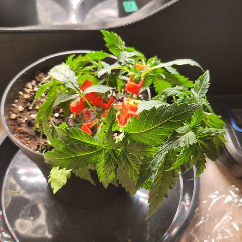 Tezla OG growlog timeline photo