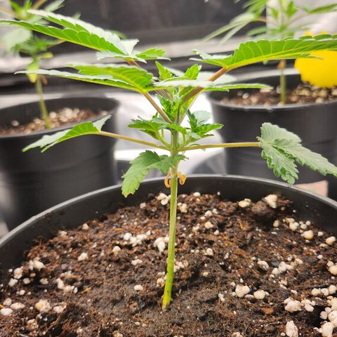Green Poison growlog timeline photo