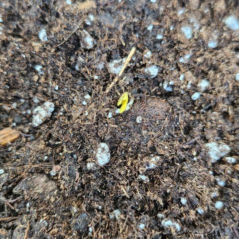 Tims Dosidos  growlog timeline photo