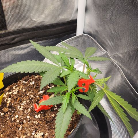Amnesia Haze growlog timeline photo