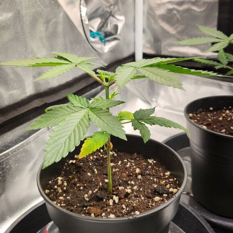Purple growlog timeline photo