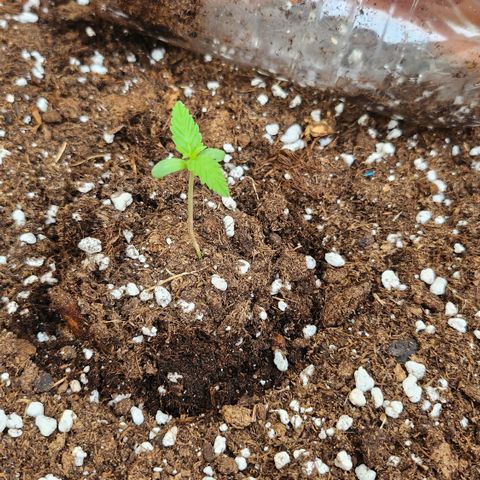 Tims Dosidos  growlog timeline photo