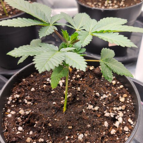 Green Poison growlog timeline photo