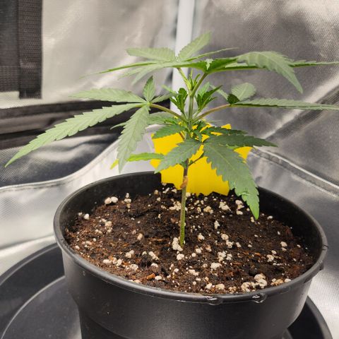 Amnesia Haze growlog timeline photo