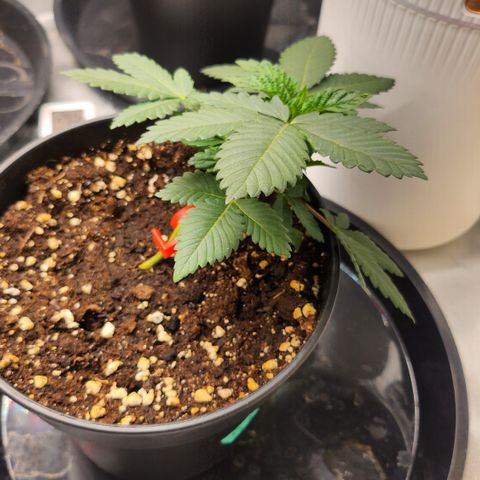 Green Poison growlog timeline photo