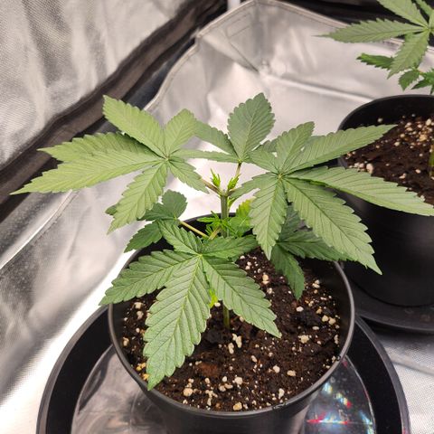 Purple growlog timeline photo