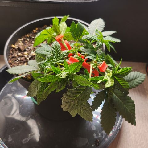 Green Poison growlog timeline photo